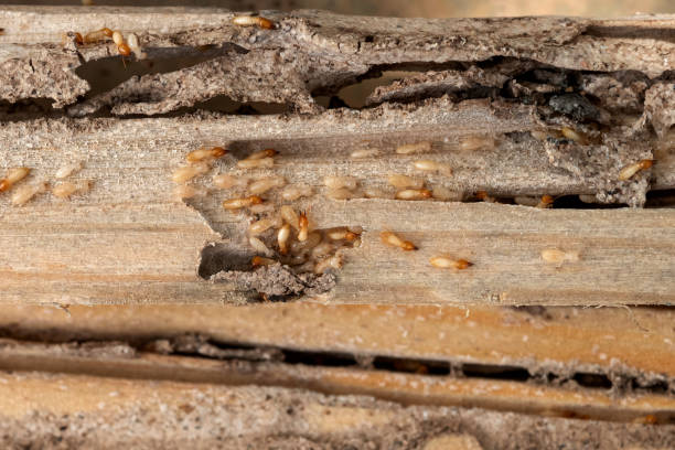 Reliable Virginia, MN Pest Control Solutions