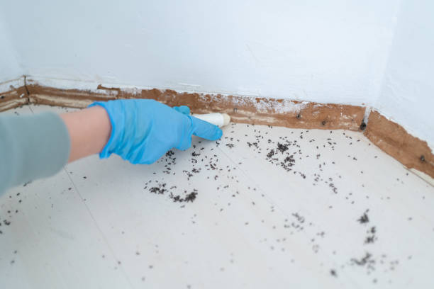 Best Cockroach Control Services  in Virginia, MN